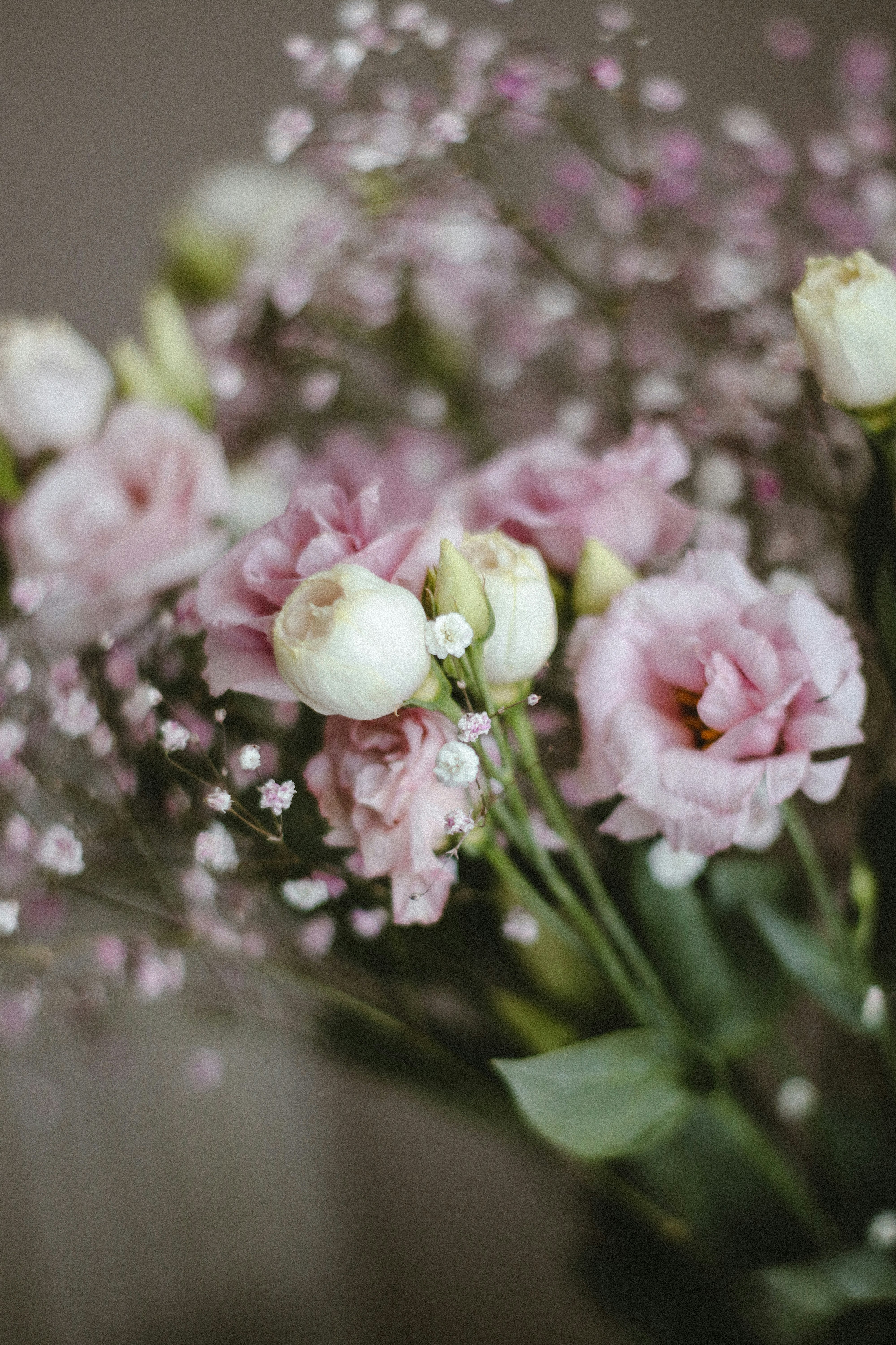 pink roses in bloom during daytime